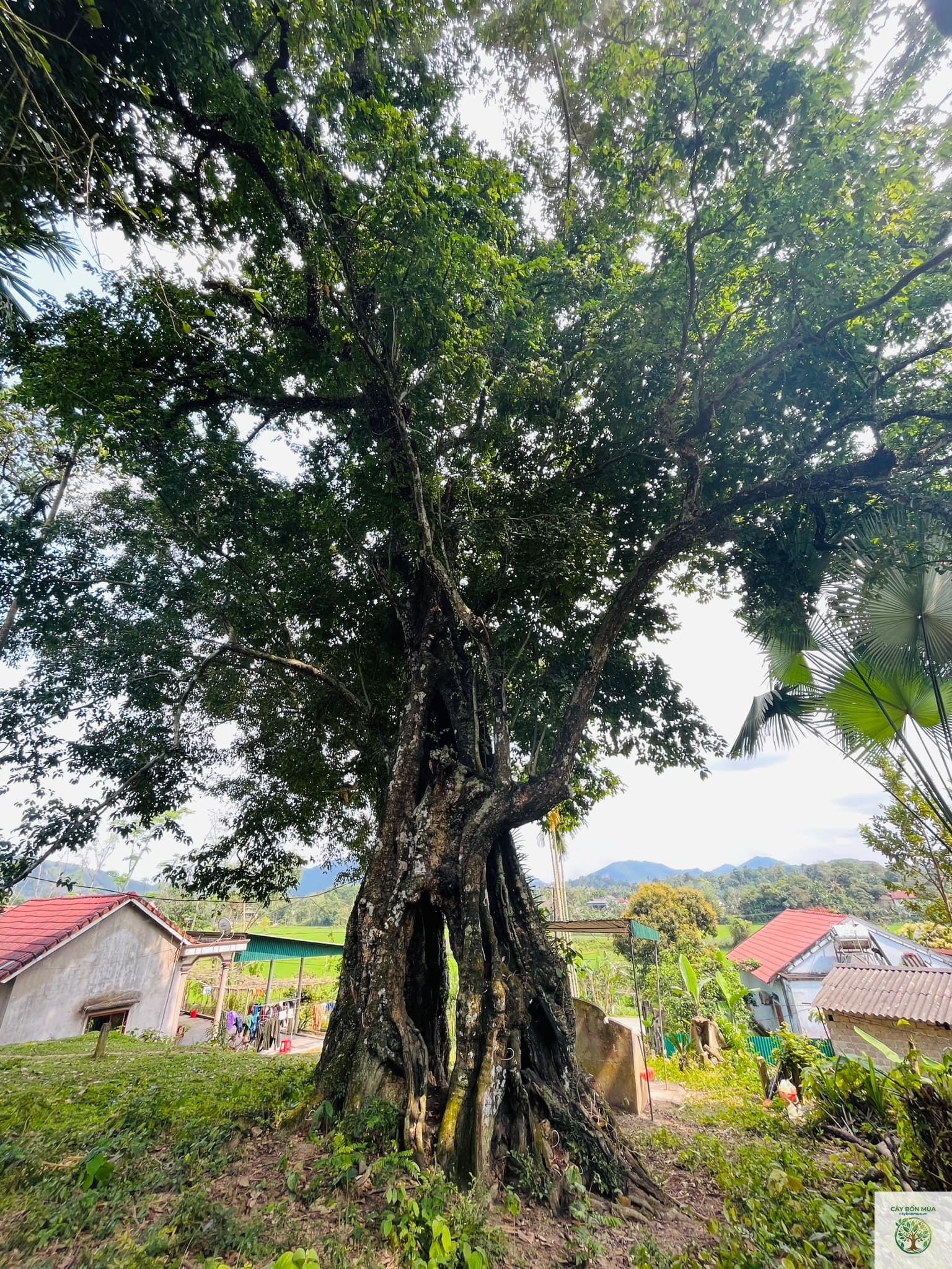 cây thì là núi - Image 2