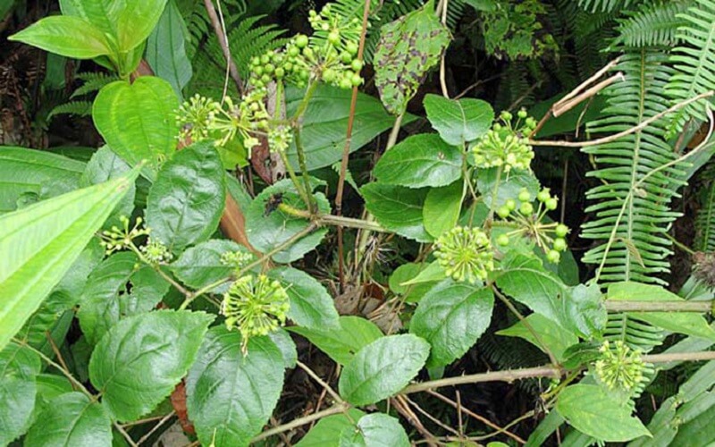 cây thích diệp ngũ gia bì - Image 2