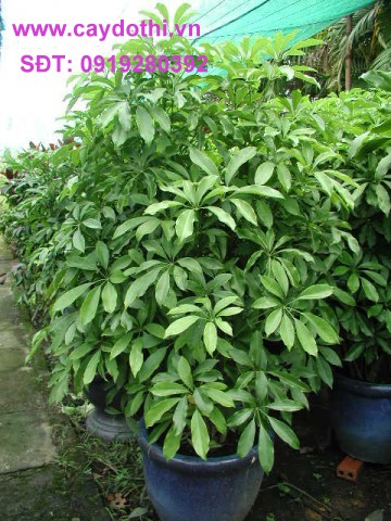 cây thích diệp ngũ gia bì - Image 4