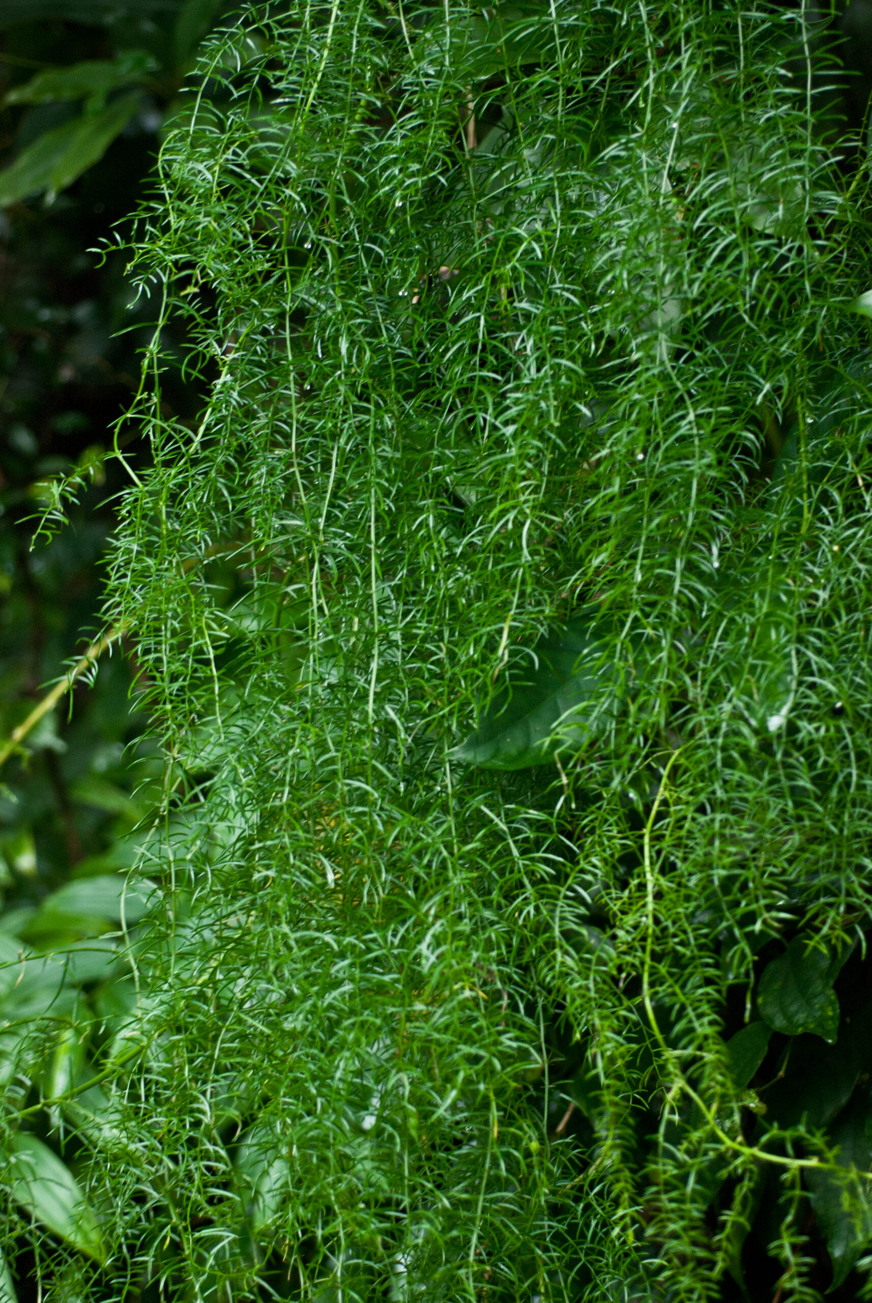 cây thiên môn đông - Image 4