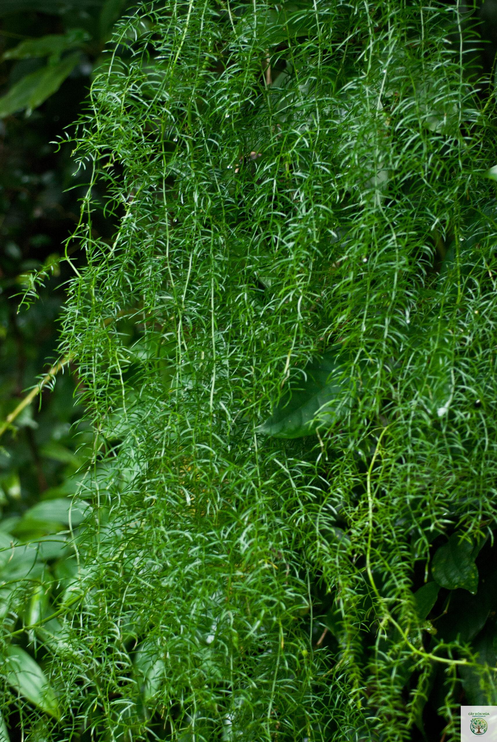 cây thiên môn đông - Image 4