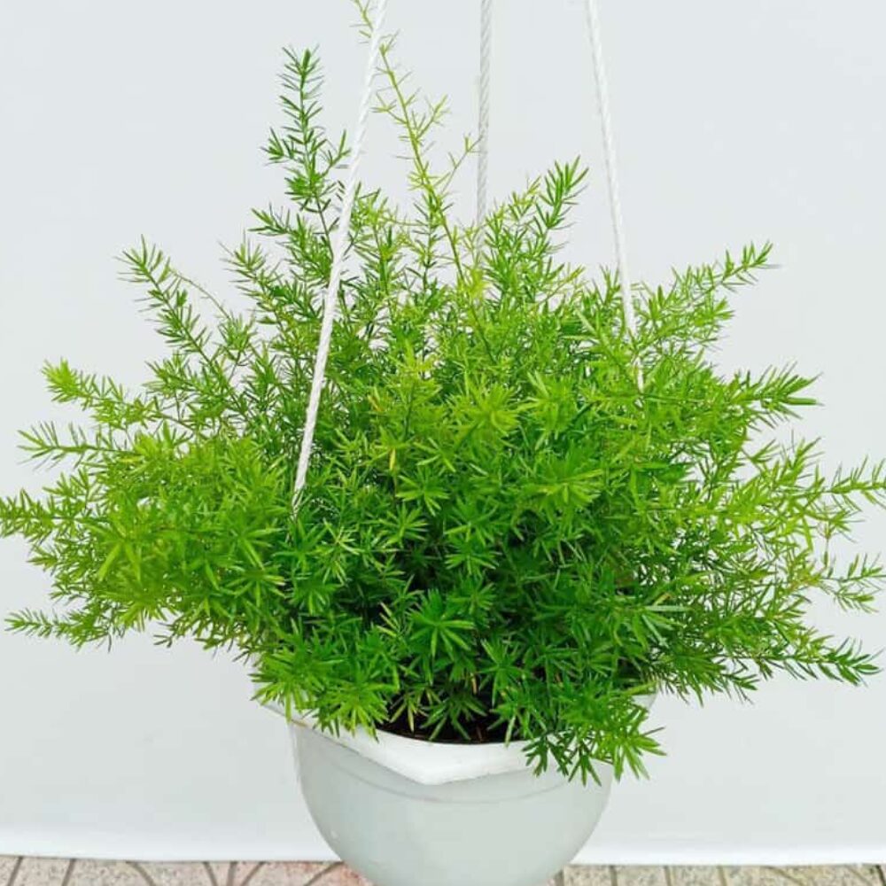 cây thiên môn đông - Image 5