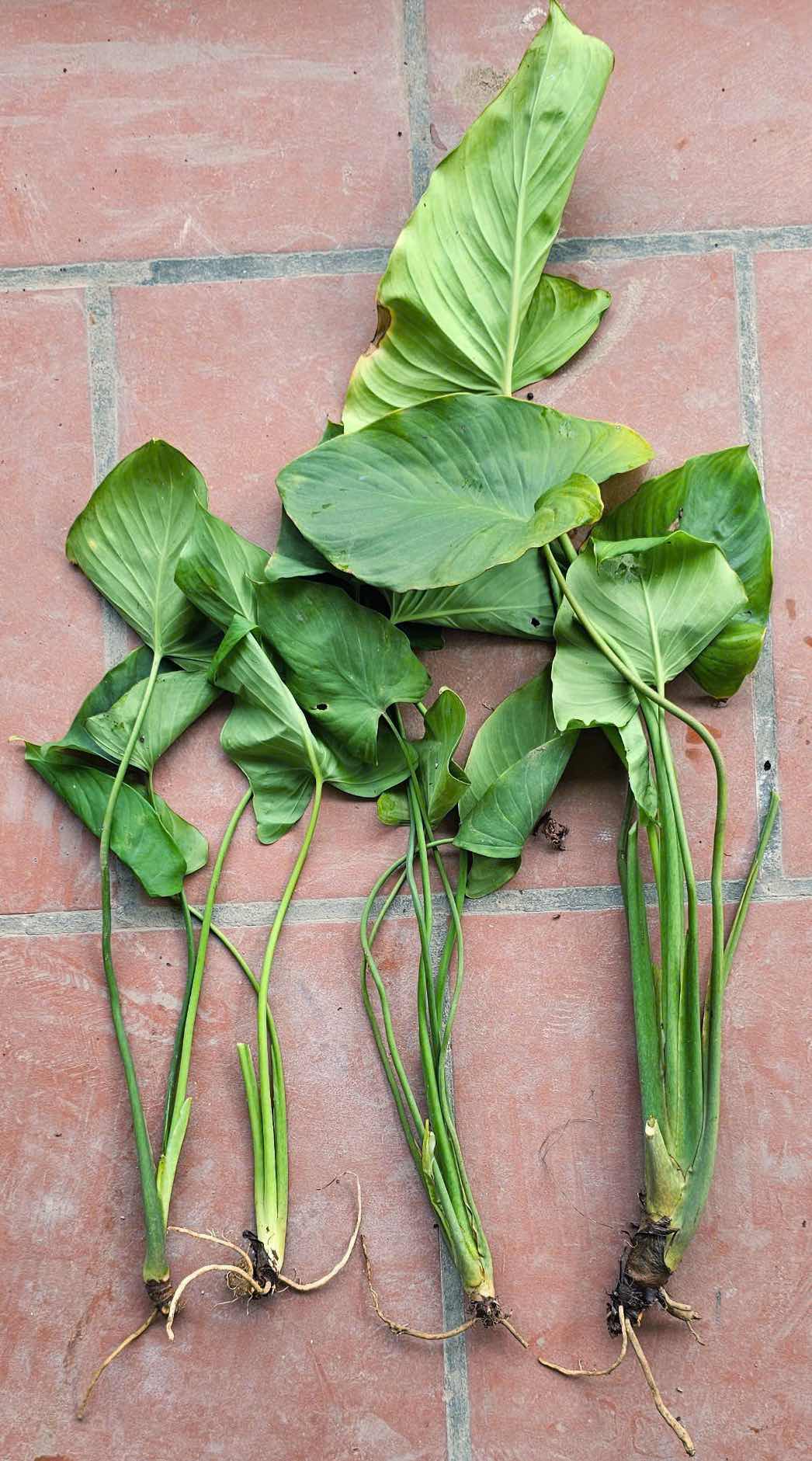 cây thiên niên kiện - Image 2