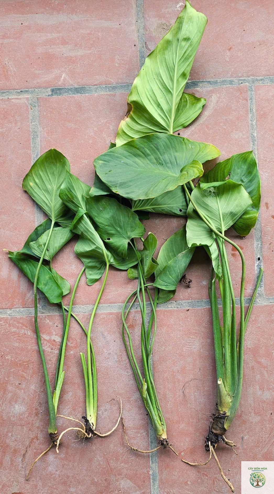 cây thiên niên kiện - Image 2