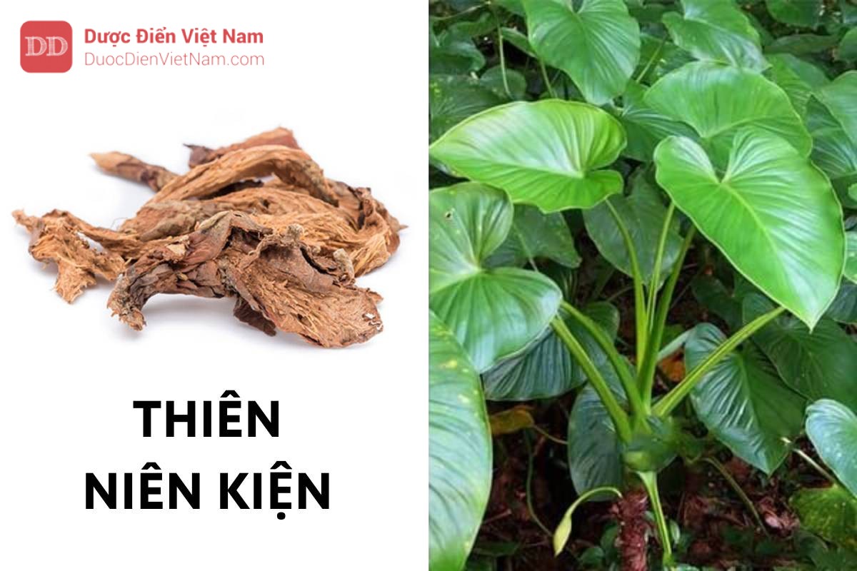 cây thiên niên kiện - Image 4