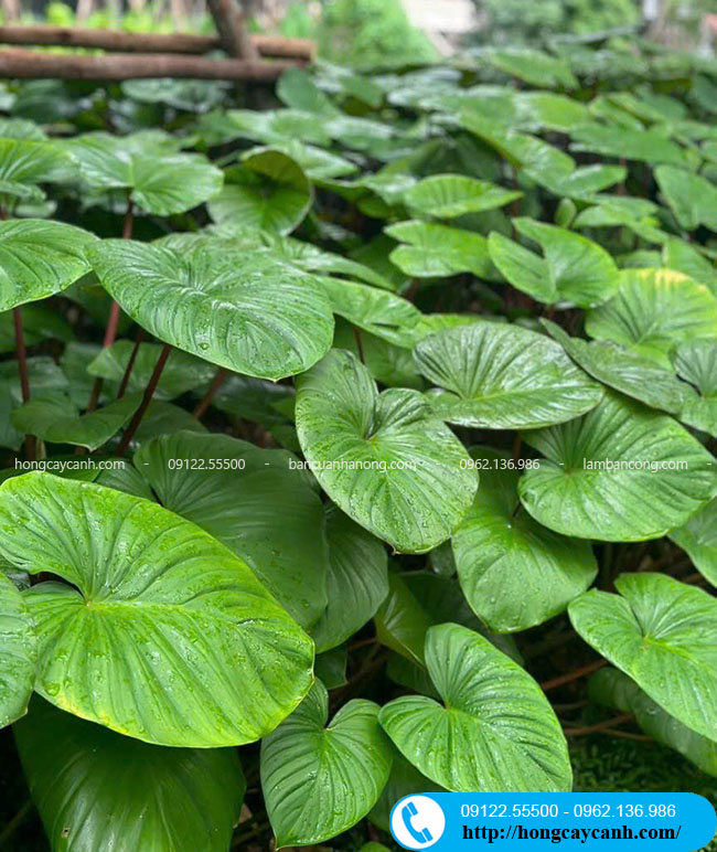cây thiên niên kiện - Image 5