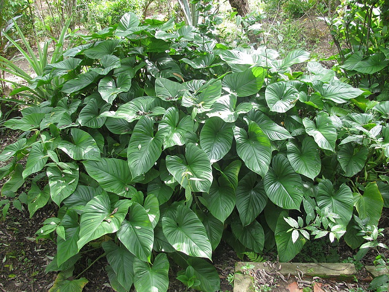 cây thiên niên kiện rừng - Image 2