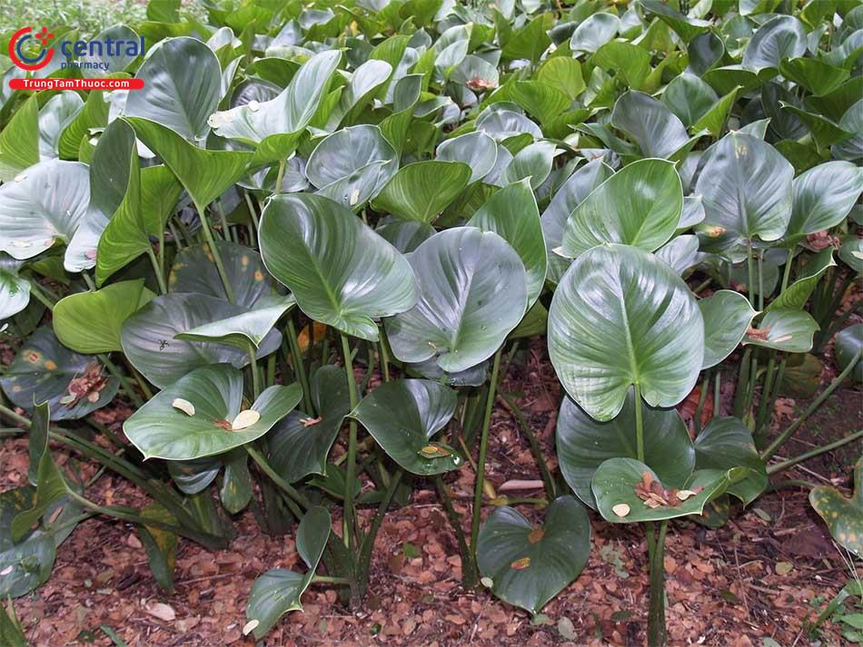 cây thiên niên kiện rừng - Image 5