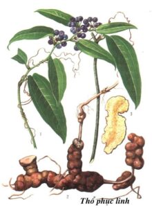 cây thổ phục linh