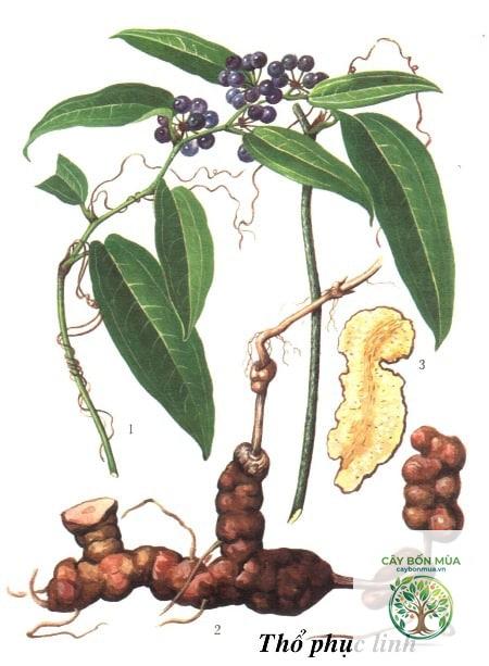 cây thổ phục linh