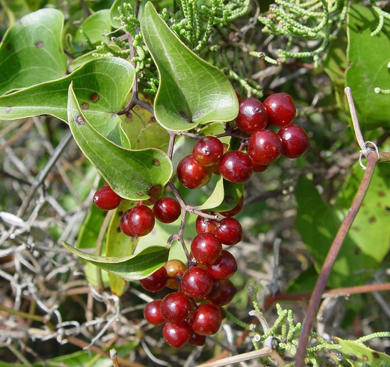 cây thổ phục linh