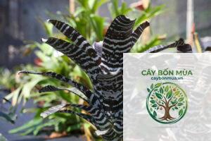 cây thơm Andes