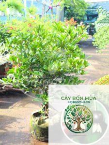 cây thơm Brazil
