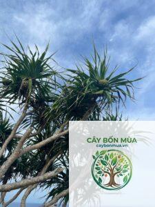 cây thơm biển