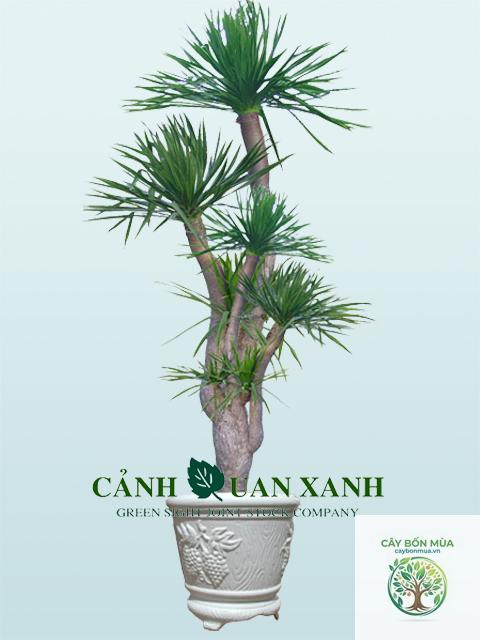 cây thơm núi - Image 4