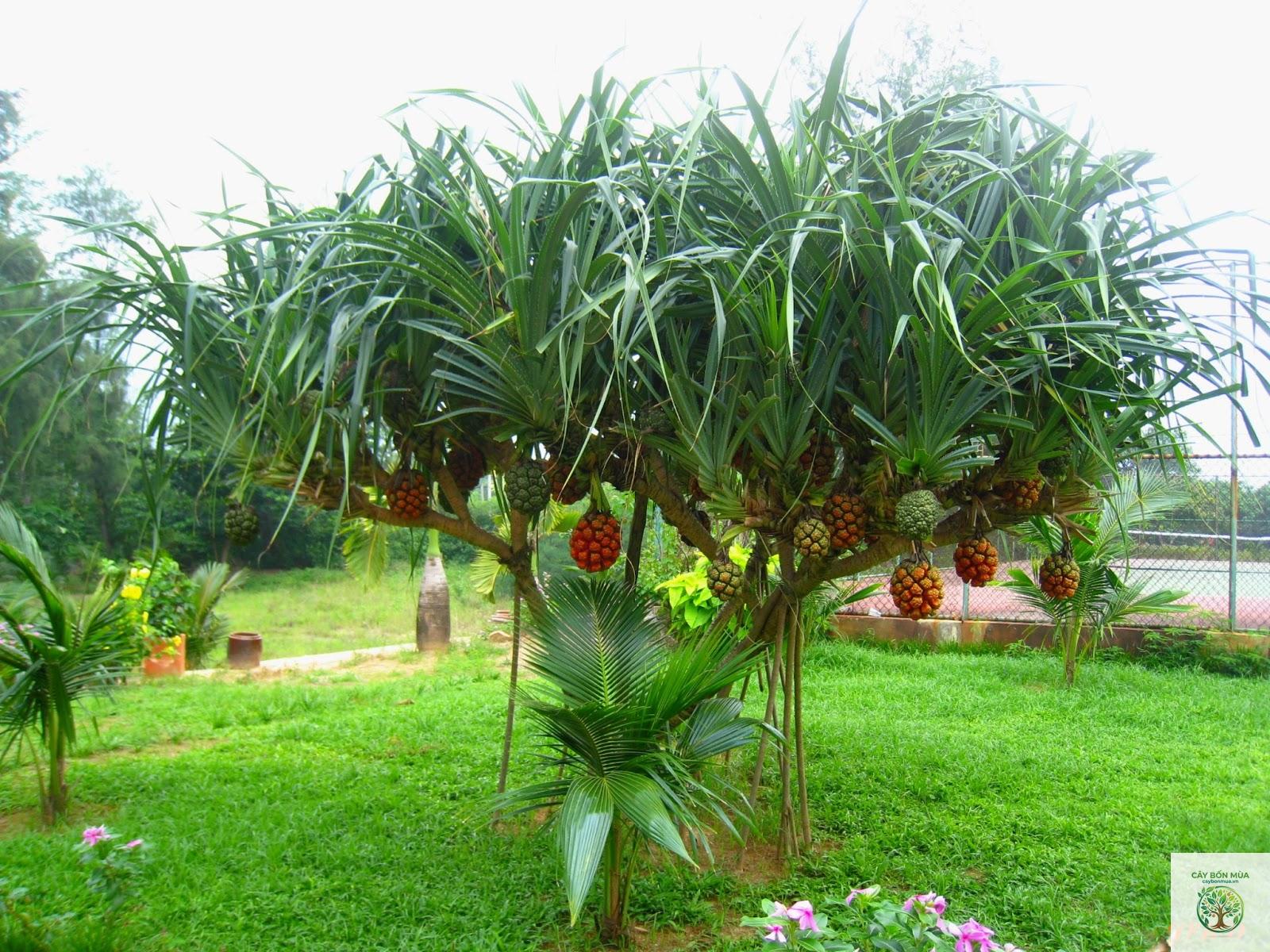 cây thơm rừng - Image 3