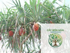 cây thơm rừng