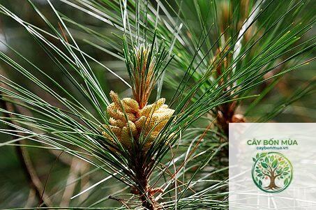 cây thông pinus - Image 2