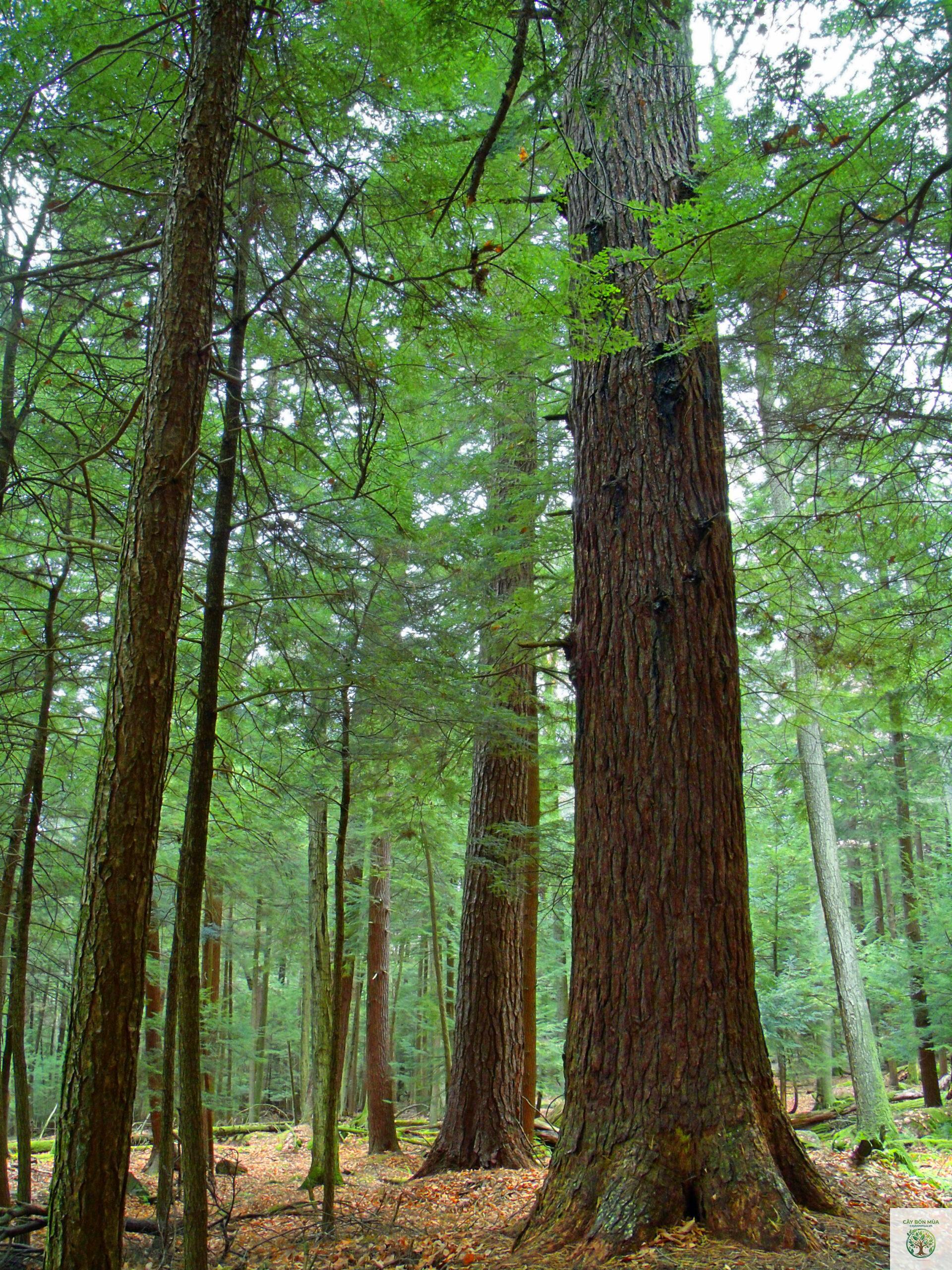 cây thông pinus - Image 3