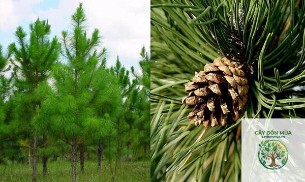 cây thông pinus - Image 4