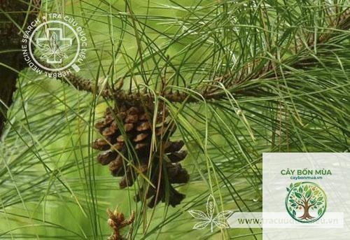 cây thông pinus - Image 5
