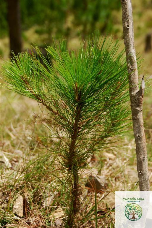 cây thông pinus - Image 1
