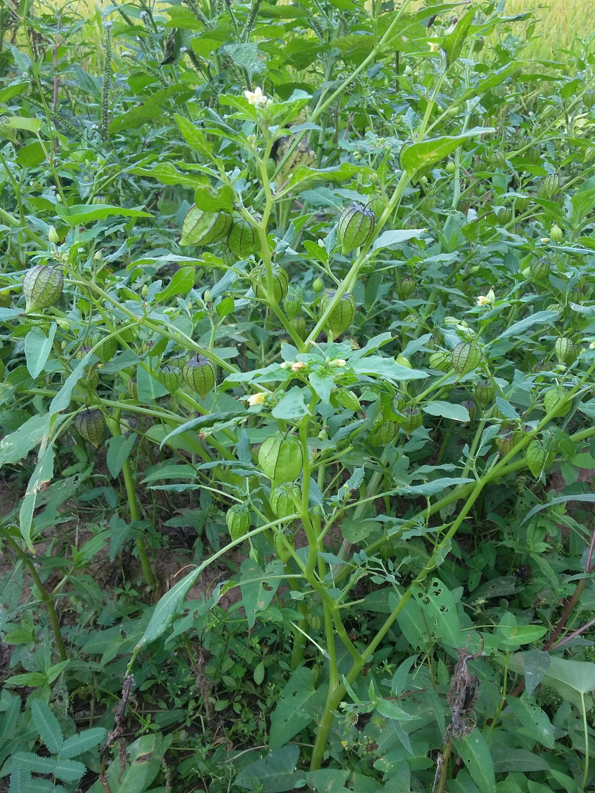 cây thù lù - Image 5