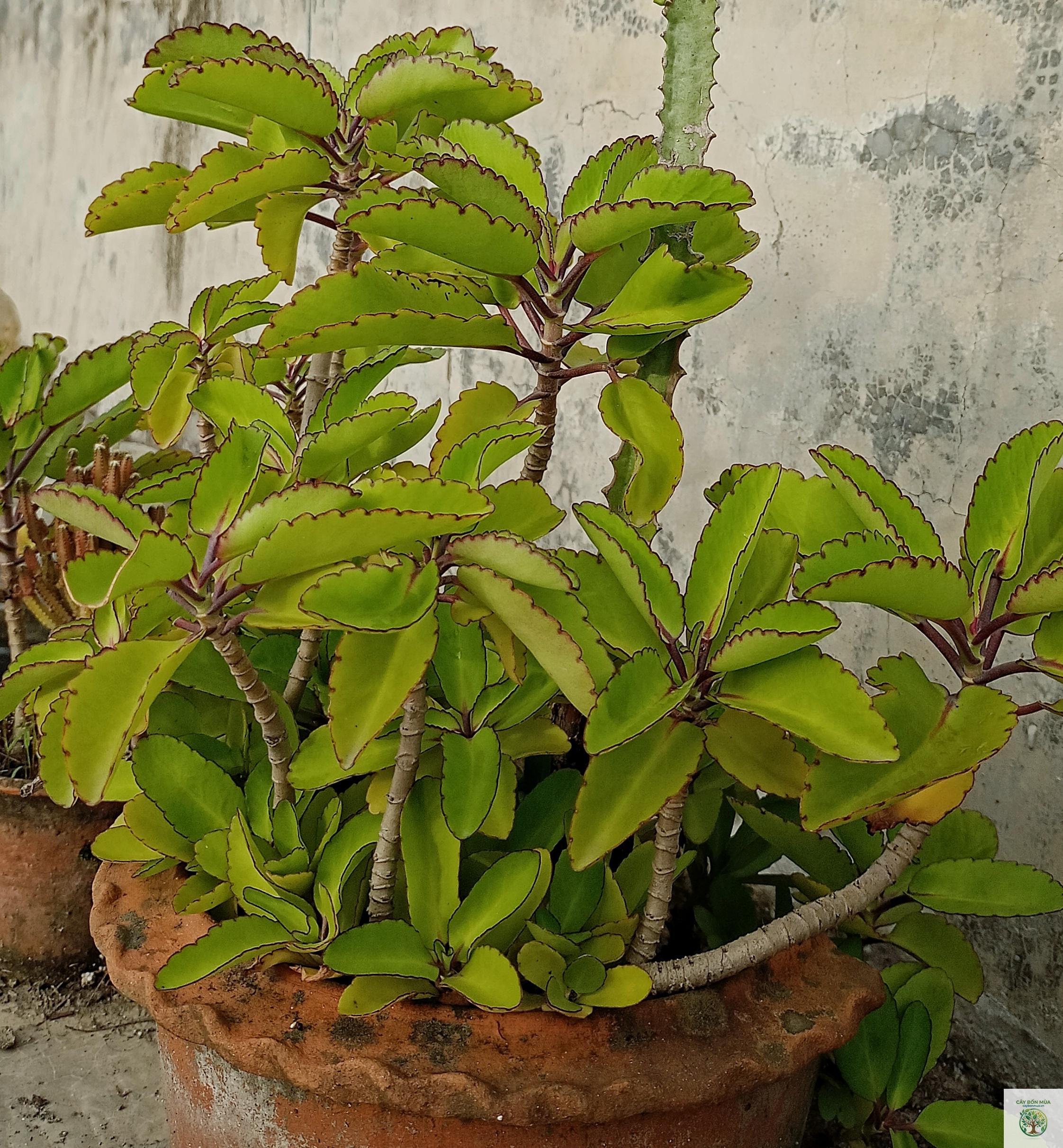 cây thuốc bỏng - Image 2