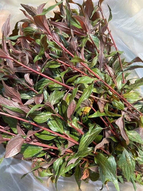 cây thuốc dòi - Image 2