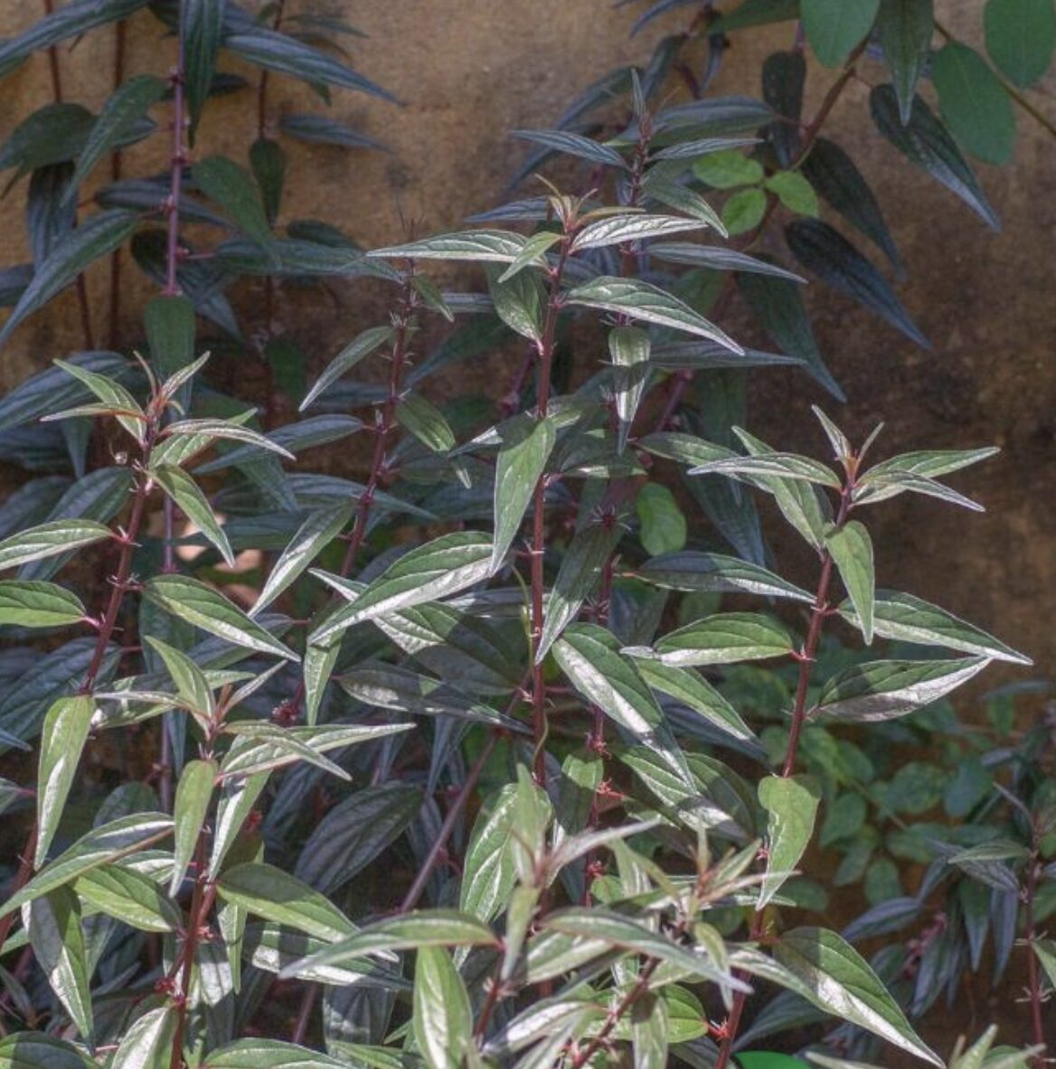 cây thuốc dòi - Image 3