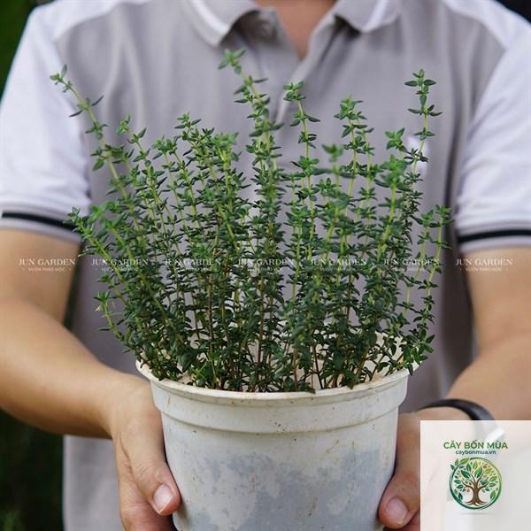 cây thyme - Image 2