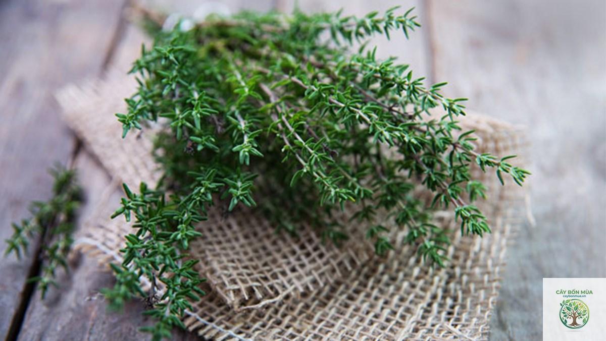 cây thyme - Image 5