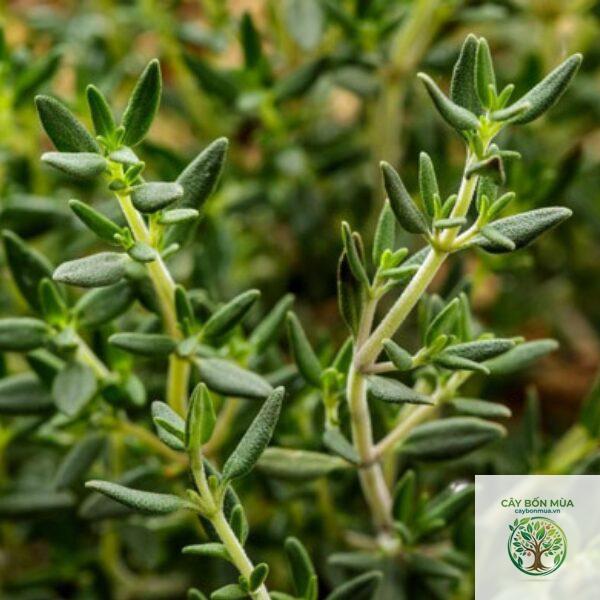 cây thyme Anh - Image 3