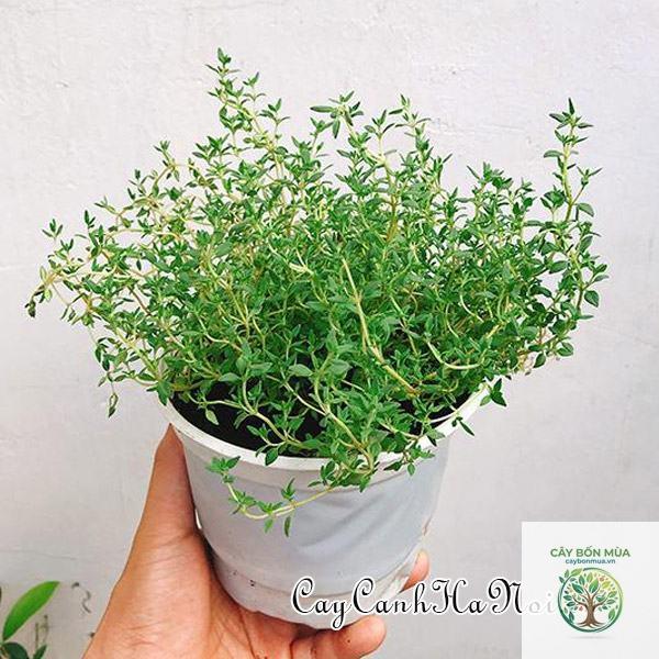 cây thyme Đức - Image 2