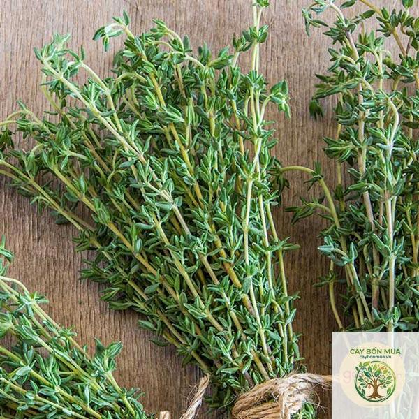 cây thyme Đức - Image 3