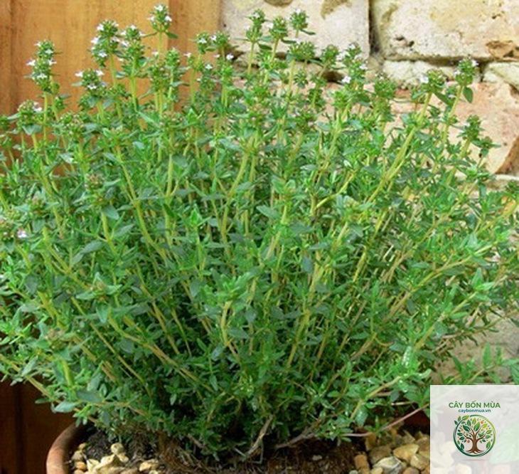 cây thyme Hy Lạp - Image 3