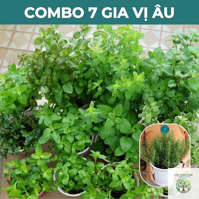 cây thyme Pháp - Image 3