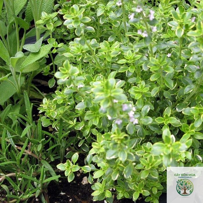 cây thyme bạc - Image 5