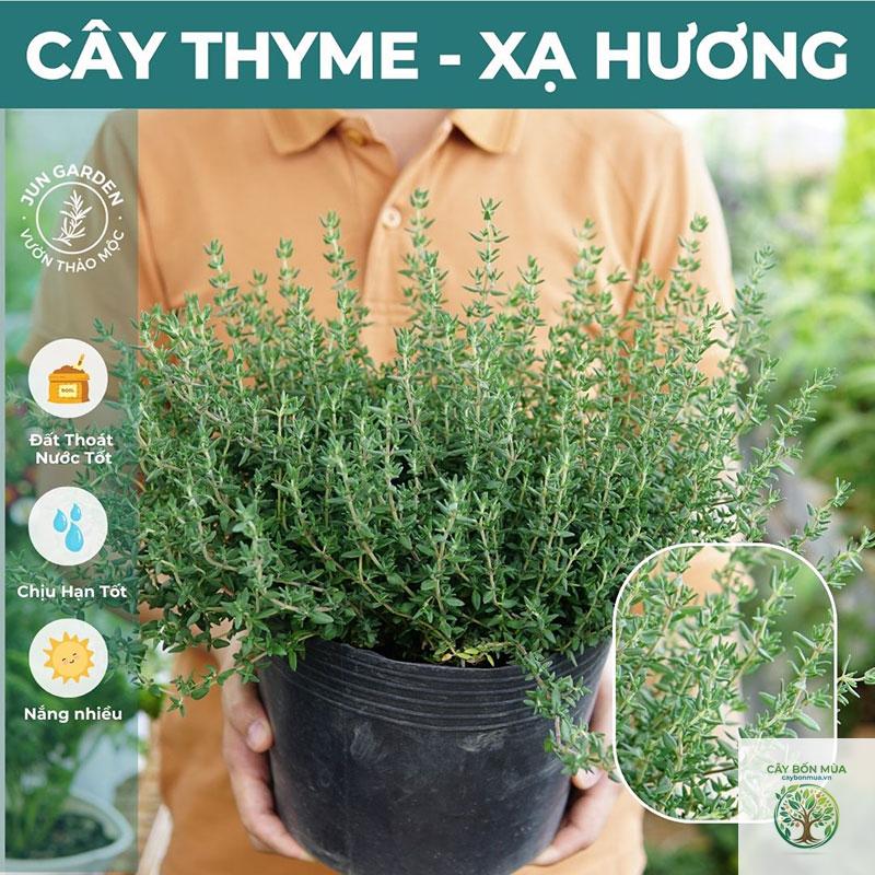 cây thyme bạc