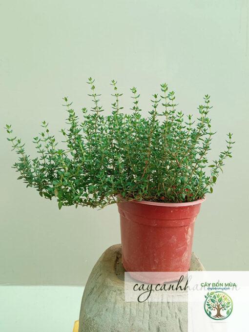 cây thyme cam - Image 2