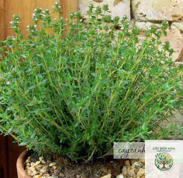 cây thyme cam