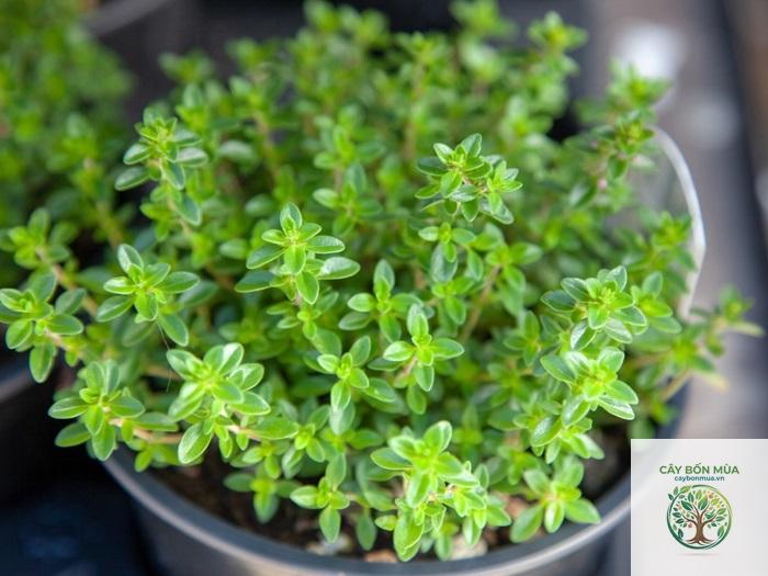 cây thyme dại - Image 5