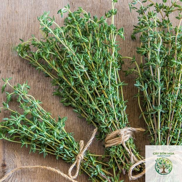cây thyme