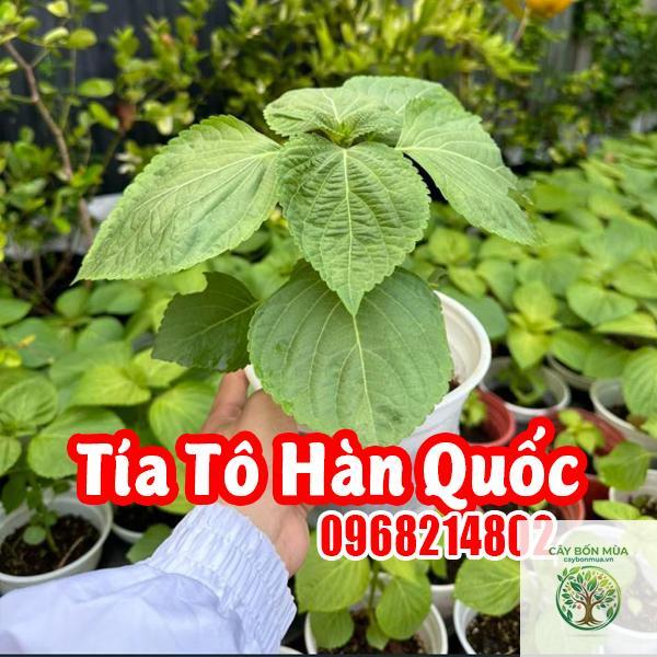 cây tía tô Hàn Quốc - Image 4