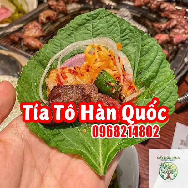 cây tía tô Hàn Quốc - Image 5