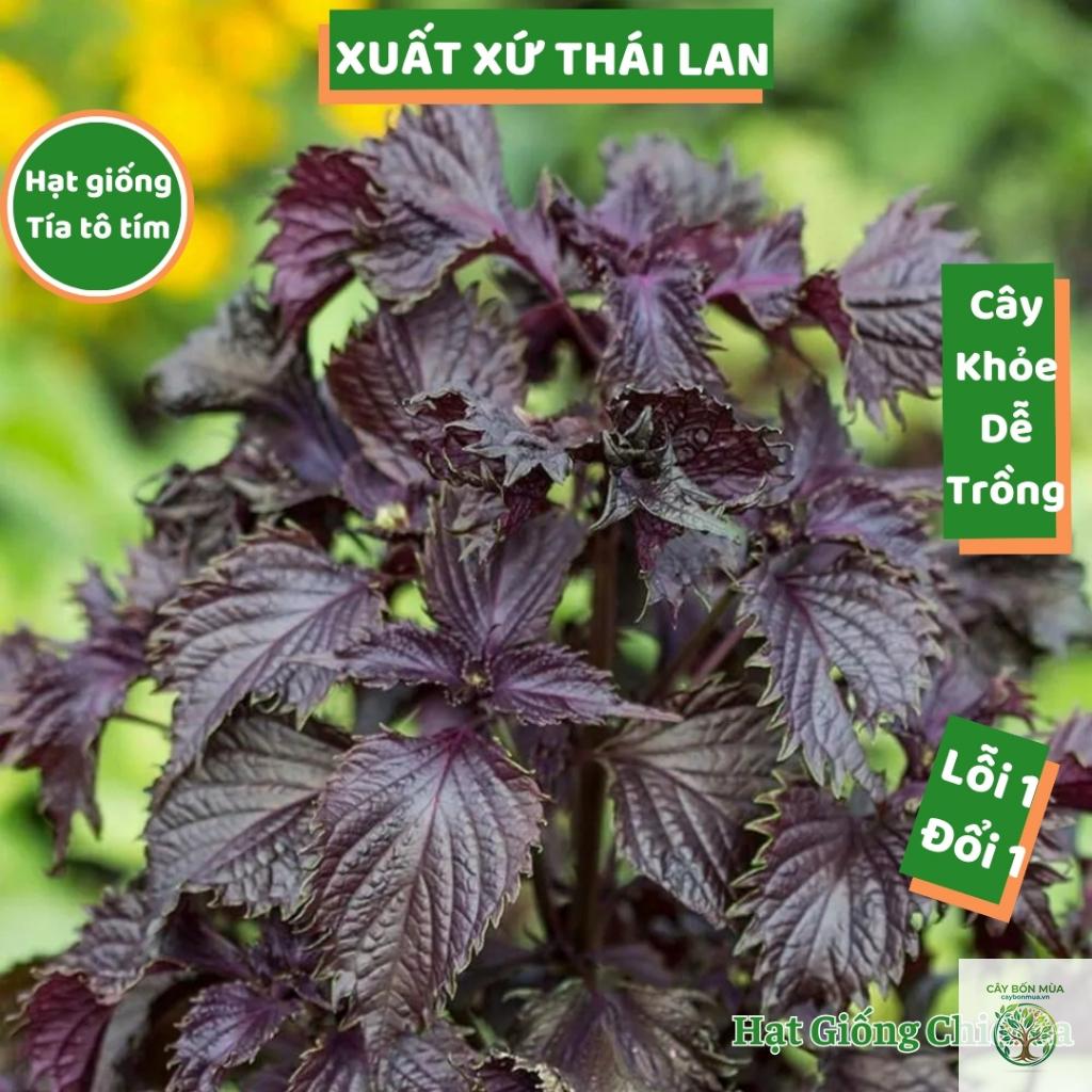 cây tía tô Thái Lan