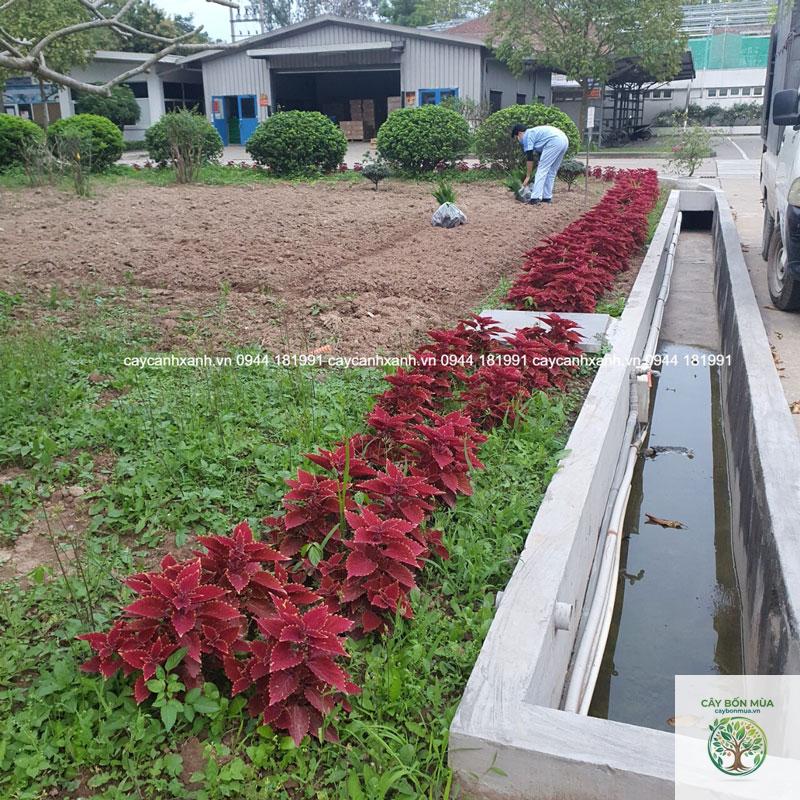 cây tía tô lá đỏ - Image 4