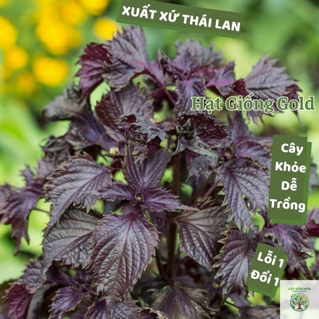 cây tía tô lá xoăn - Image 2