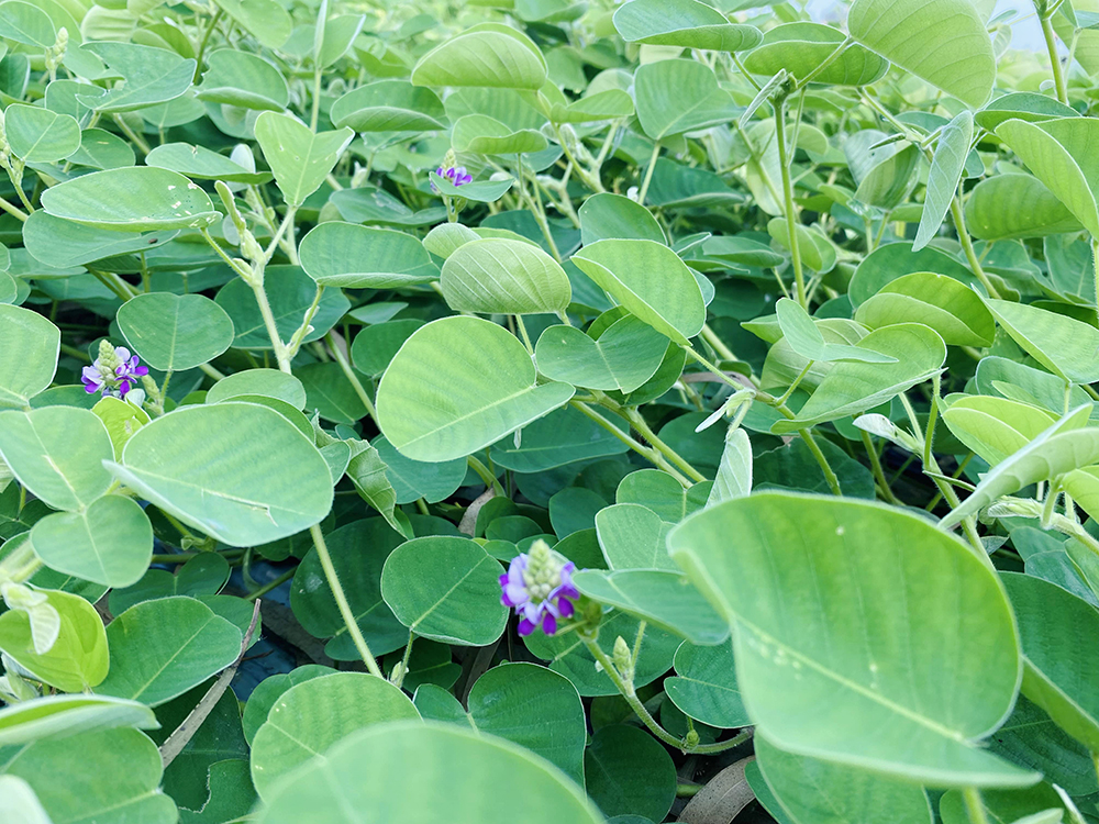 cây tiền thảo - Image 4