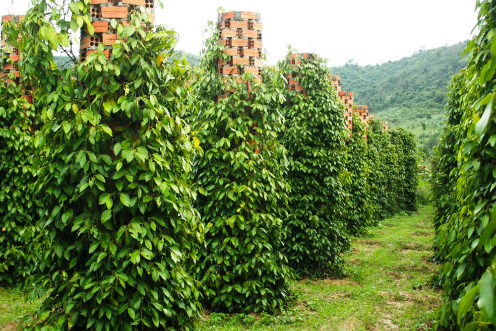 cây tiêu - Image 2